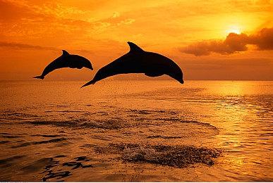 《宝可梦 Sleep》“情人节 2024”企划即将到来